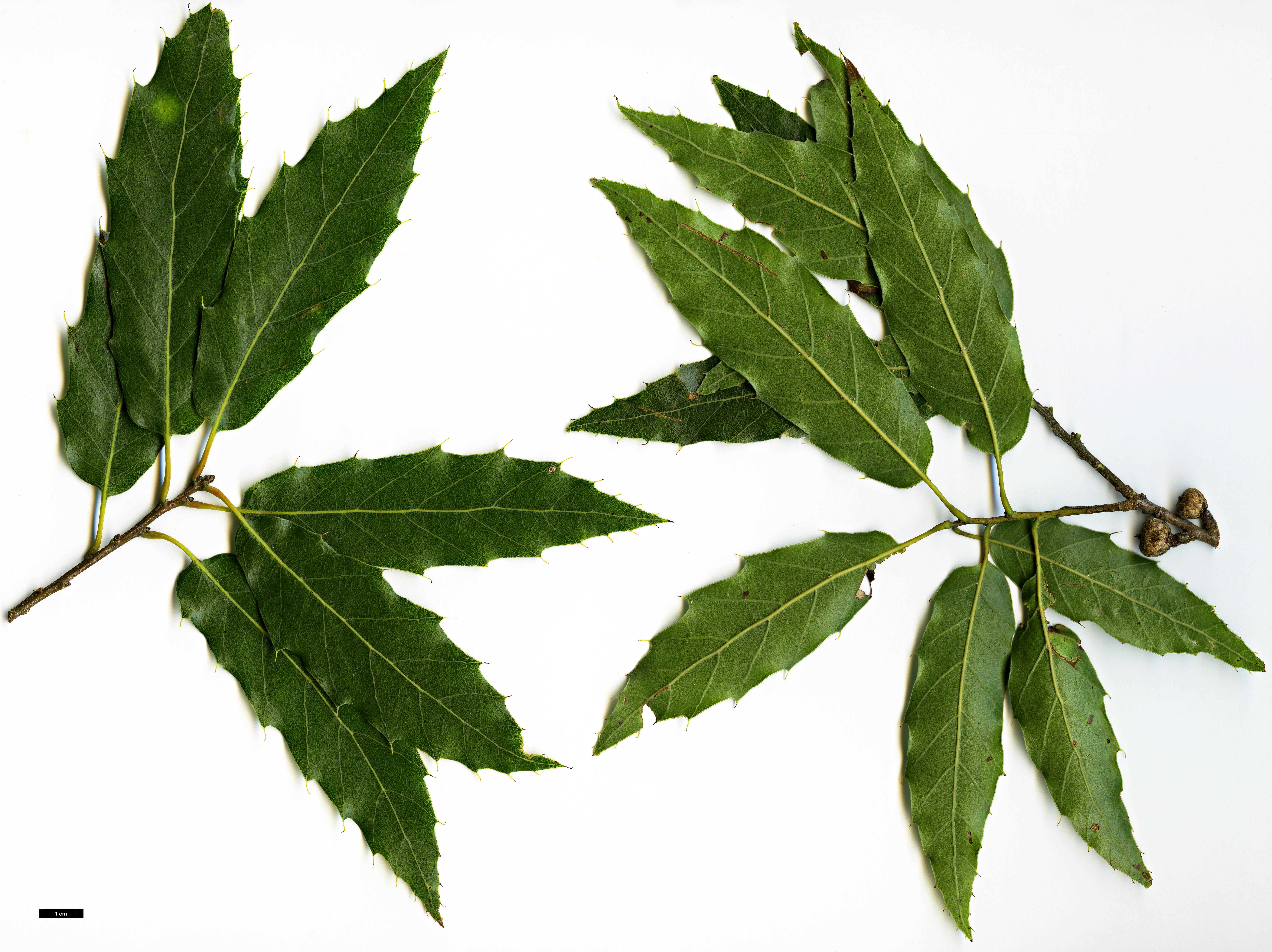 High resolution image: Family: Fagaceae - Genus: Quercus - Taxon: acutifolia